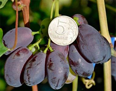 Описание внешнего вида и вкусовых особенностей винограда Рада